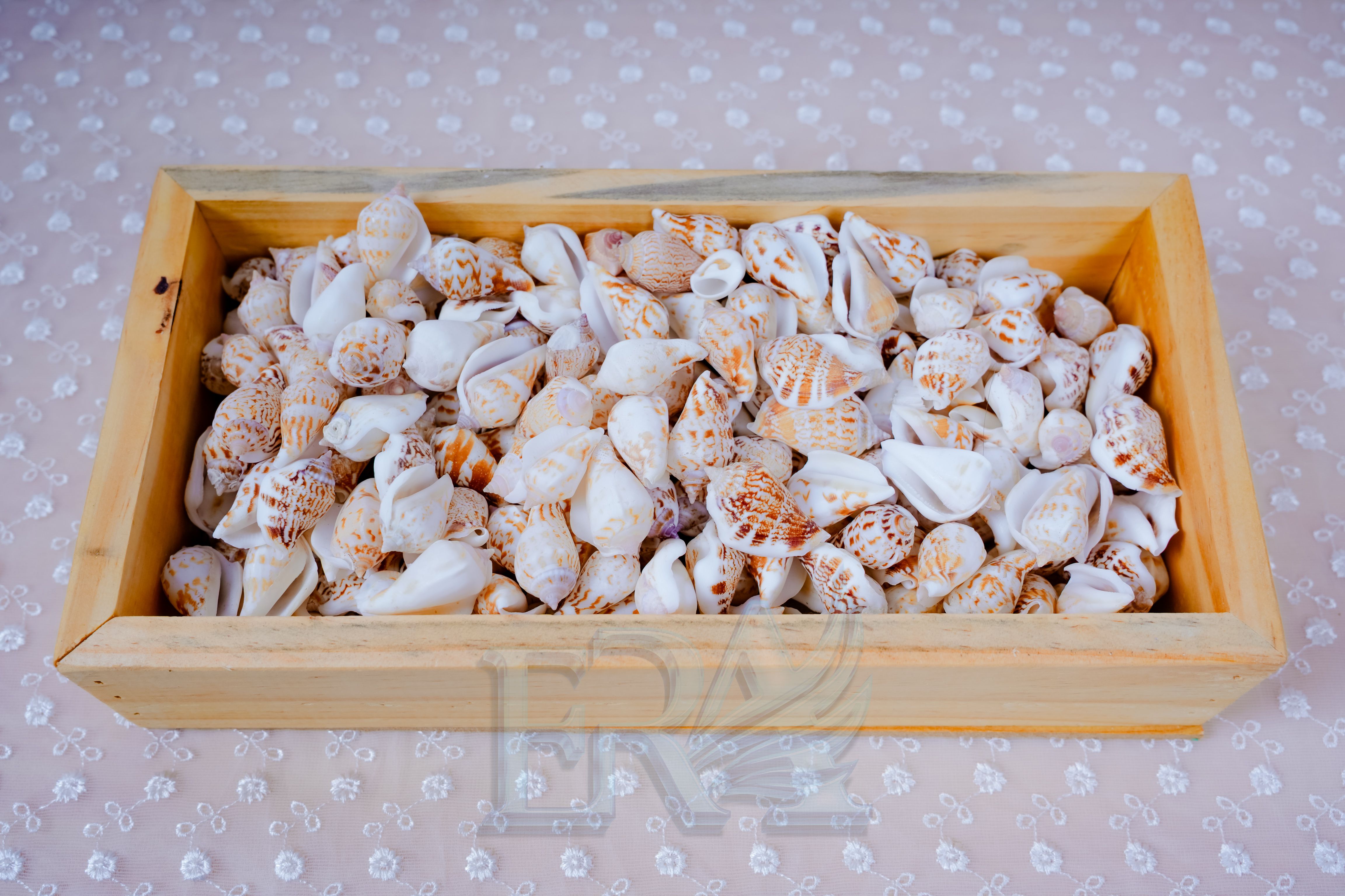 Vỏ Ốc Nhảy Bướm Loại 1